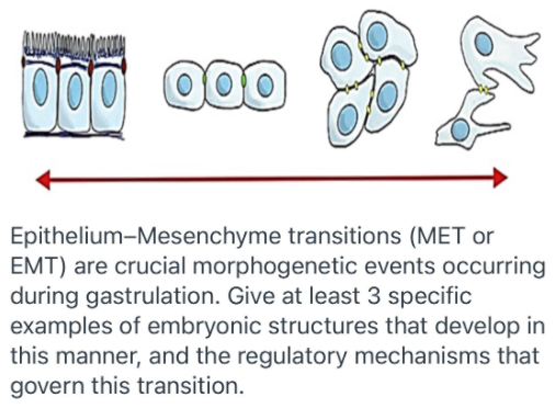 00
000
Epithelium-Mesenchyme transitions (MET or
EMT) are crucial morphogenetic events occurring
during gastrulation. Give at least 3 specific
examples of embryonic structures that develop in
this manner, and the regulatory mechanisms that
govern this transition.

