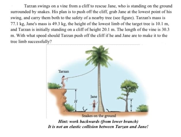 Tarzan swings on a vine from a cliff to rescue Jane, who is standing on the ground
surrounded by snakes. His plan is to push off the cliff, grab Jane at the lowest point of his
swing, and carry them both to the safety of a nearby tree (see figure). Tarzan's mass is
77.1 kg, Jane's mass is 49.3 kg, the height of the lowest limb of the target tree is 10.1 m,
and Tarzan is initially standing on a cliff of height 20.1 m. The length of the vine is 30.3
m. With what speed should Tarzan push off the cliff if he and Jane are to make it to the
tree limb successfully?
Tarzan
Jane
Snakes on the ground
Hint: work backwards (from lower branch)
It is not an elastic collision between Tarzan and Jane!
