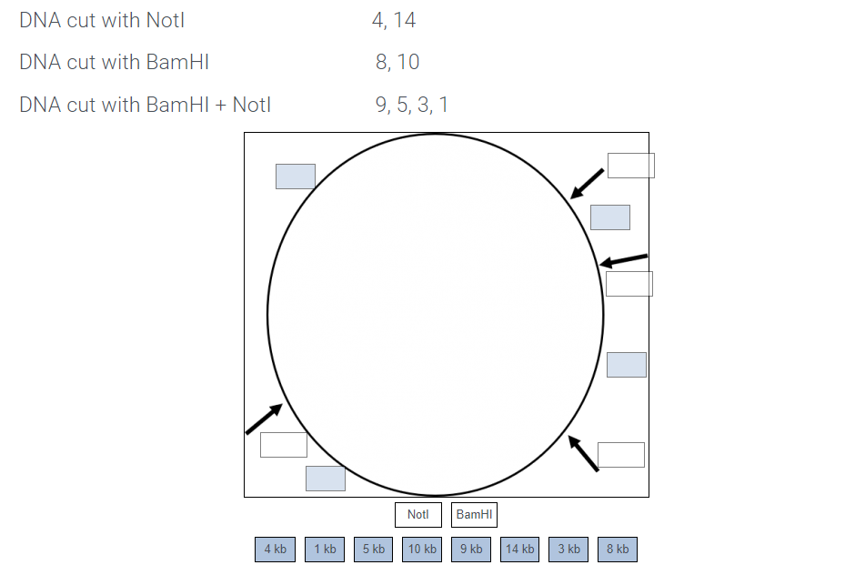 DNA cut with Notl
4, 14
DNA cut with BamHI
8, 10
DNA cut with BamHI + Notl
9, 5, 3, 1
Notl
BamHI
4 kb
1 kb
5 kb
10 kb
9 kb
14 kb
3 kb
8 kb
