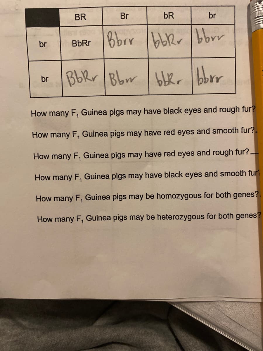 BR
Br
bR
br
BbRr Bbrr bbRr bbr
br
BbRr Bbr ber
bbor
br
How many F, Guinea pigs may have black eyes and rough fur?
How many F, Guinea pigs may have red eyes and smooth fur?-
How many F, Guinea pigs may have red eyes and rough fur?.
How many F, Guinea pigs may have black eyes and smooth fur
How many F, Guinea pigs may be homozygous for both genes?.
How many F, Guinea pigs may be heterozygous for both genes?
