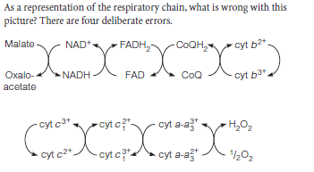 As a representation of the respiratory chain, what is wrong with this
picture? There are four deliberate errors.
Malate
NAD+
FADH,
COQH,
cyt b2
Oxalo-
NADH
FAD
CoQ
cyt b3+
acetate
- cyt c?.
cyt a-ag
cyt c3+.
H,O2
Cyt c2+
- cyt c?*.
cyt a-ag
11202
