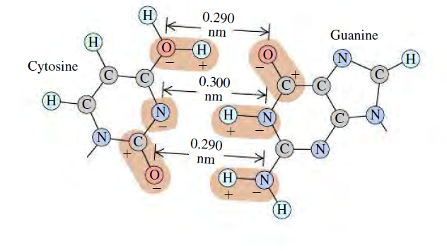 H
0.290
nm
Guanine
(H
H
H)
Cytosine
0.300
H)
nm
H
(N)
(N
0.290
(N
nm
H
N

