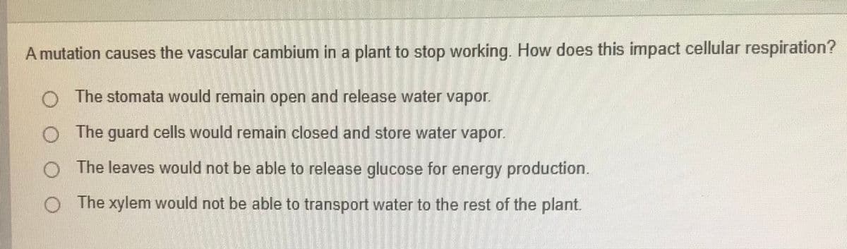 A mutation causes the vascular cambium in a plant to stop working. How does this impact cellular respiration?
The stomata would remain open and release water vapor.
The guard cells would remain closed and store water vapor.
O The leaves would not be able to release glucose for energy production.
O The xylem would not be able to transport water to the rest of the plant.
