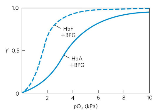 1.0
HbF
+BPG
Y 0.5
НЬА
+BPG
2
4
8
10
pO2 (kPa)

