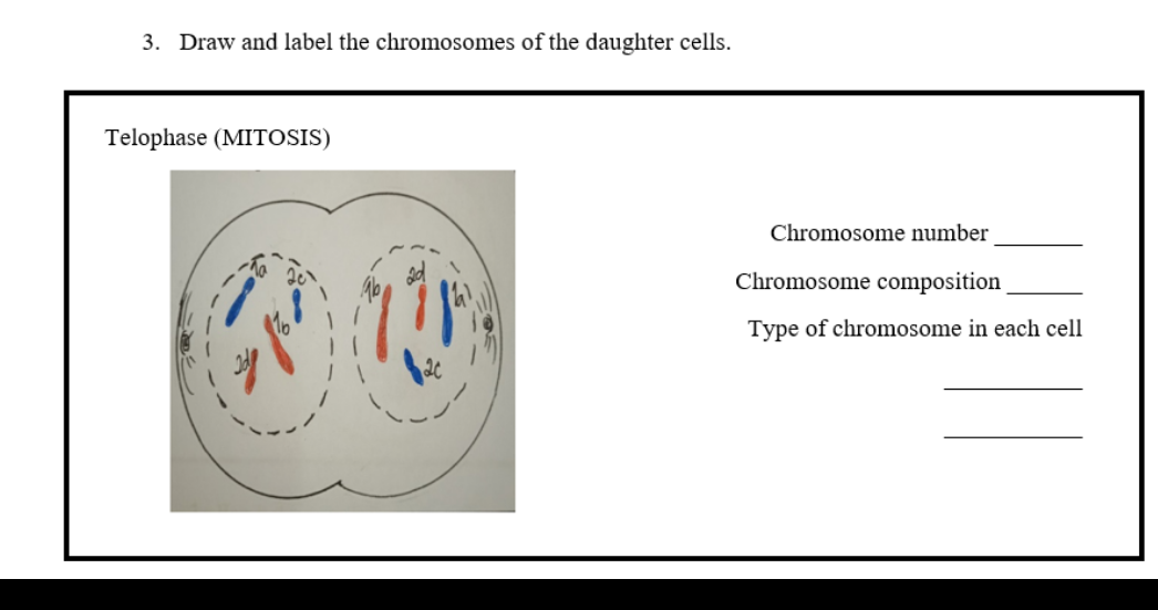 3. Draw and label the chromosomes of the daughter cells.
Telophase (MITOSIS)
Chromosome number
Chromosome composition
Type of chromosome in each cell
