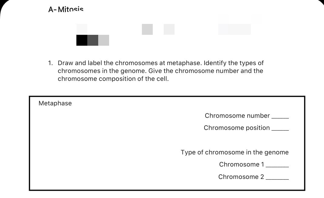 A- Mitosis
1. Draw and label the chromosomes at metaphase. Identify the types of
chromosomes in the genome. Give the chromosome number and the
chromosome composition of the cell.
Metaphase
Chromosome number
Chromosome position
Type of chromosome in the genome
Chromosome 1
Chromosome 2
