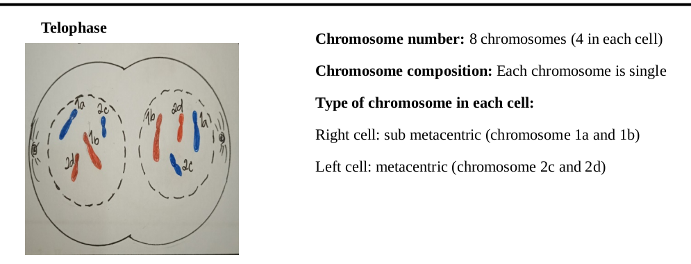 Telophase
Chromosome number: 8 chromosomes (4 in each cell)
Chromosome composition: Each chromosome is single
Type of chromosome in each cell:
Right cell: sub metacentric (chromosome la and 1b)
Left cell: metacentric (chromosome 2c and 2d)

