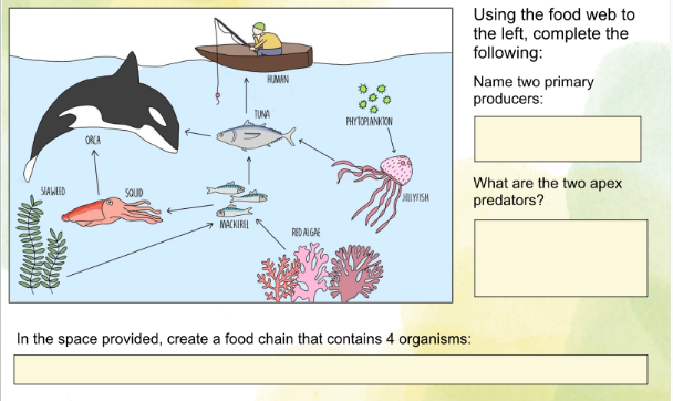 SEAWEED
ORCA
SQUID
MACKEREL
HUMAN
TUNA
RED ALGAE
PHYTOPLANKTON
MILYFISH
Using the food web to
the left, complete the
following:
Name two primary
producers:
What are the two apex
predators?
In the space provided, create a food chain that contains 4 organisms: