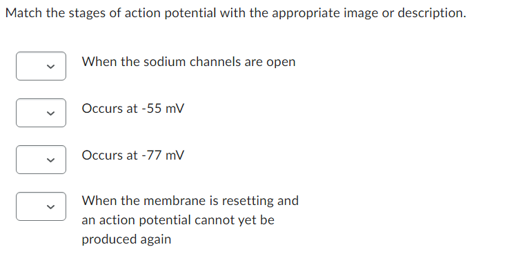 Match the stages of action potential with the appropriate image or description.
When the sodium channels are open
Occurs at -55 mV
Occurs at -77 mV
When the membrane is resetting and
an action potential cannot yet be
produced again