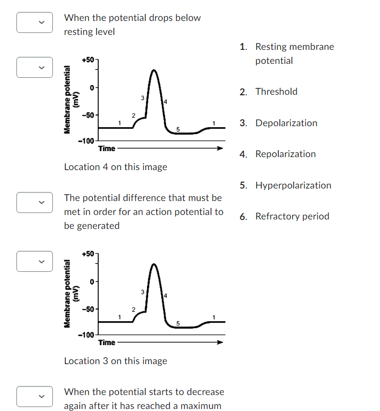 <
>
When the potential drops below
resting level
Membrane potential
(AW)
+50
-50-
-100
Membrane potential
(mv)
Time
Location 4 on this image
+50
2
-50-
The potential difference that must be
met in order for an action potential to
be generated
-100
3
2
4
3
4
5
Time
Location 3 on this image
5
When the potential starts to decrease
again after it has reached a maximum
1. Resting membrane
potential
2. Threshold
3. Depolarization
4. Repolarization
5. Hyperpolarization
6. Refractory period