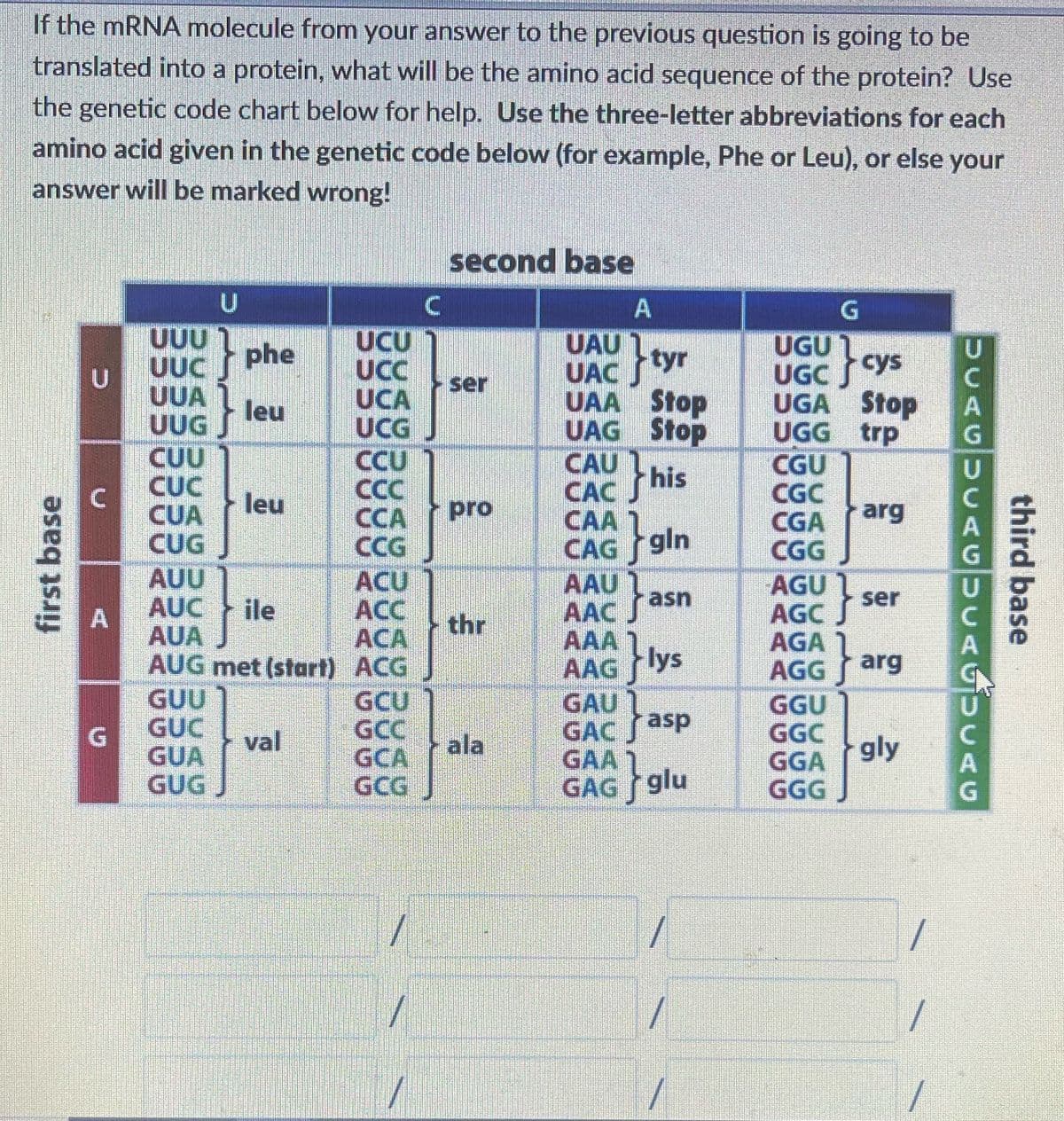 If the mRNA molecule from your answer to the previous question is going to be
translated into a protein, what will be the amino acid sequence of the protein? Use
the genetic code chart below for help. Use the three-letter abbreviations for each
amino acid given in the genetic code below (for example, Phe or Leu), or else your
answer will be marked wrong!
first base
C
U
UUU1
UUC
UUA
UUG
GUU
GUC
GUA
GUG
phe
leu
CUU
CUC
CUA
CUG
AUU
AUC ile
AUA
AUG met (start)
leu
val
UCU
UCC
UCA
UCG
CCU
CCC
CCA
ACU
ACA
ACG
GCU
GCC
GCA
GCG
7
/
/
second base
ser
pro
thr
ala
} tyr
UAU
UACJ
UAA Stop
UAG Stop
CAC his
CAA
CAG
AAU
AAC
AAA
AAG
gin
gin
asn
lys
GAU
asp
GAC
GAA 1
GAG glu
} glu
/
UGU
cys
UGC
UGA Stop
UGG trp
CGU
CGC
CGA
CGG
G
AGU
AGC J
AGA
AGG
GGU
GGC
GGA
GGG
arg
ser
arg
gly
/
DUAGUCAG
DUAGULAG
third base