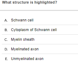 What structure is highlighted?
A. Schwann cell
B. Cytoplasm of Schwann cell
C. Myelin sheath
D. Myelinated axon
E. Unmyelinated axon
