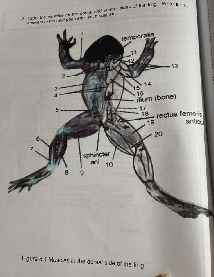 2. Label the muscles on the dorsal and ventral sides of the frog. Write all the
answers in the next page after each diagram.
7
6
34
2-
5-
sphincter
ani
8 9
10
temporalis
11
12
15
14
16
ilium (bone)
17
18
Figure 8.1 Muscles in the dorsal side of the frog
19
-13
rectus femoris
anticus
20