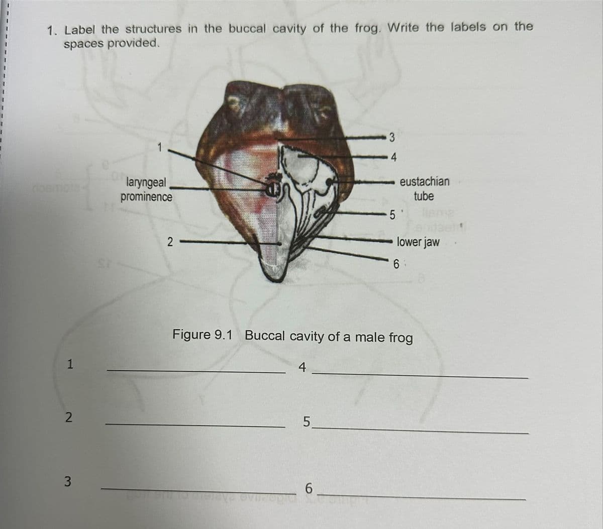 1. Label the structures in the buccal cavity of the frog. Write the labels on the
spaces provided.
1
2
3
1
laryngeal
prominence
2
4
LO
5
3
4
Figure 9.1 Buccal cavity of a male frog
6
eustachian
tube
5'
lower jaw
6