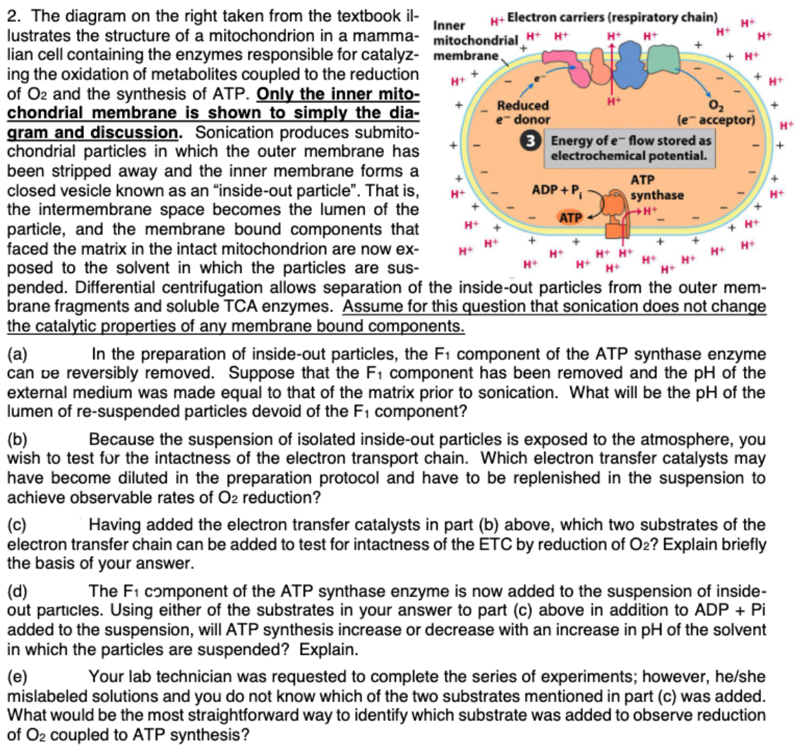 2. The diagram on the right taken from the textbook il-
lustrates the structure of a mitochondrion in a mamma- mitochondrial H* H+
lian cell containing the enzymes responsible for catalyz- membrane.
ing the oxidation of metabolites coupled to the reduction
of O2 and the synthesis of ATP. Only the inner mito-
chondrial membrane is shown to simply the dia-
gram and discussion. Sonication produces submito-
chondrial particles in which the outer membrane has
been stripped away and the inner membrane forms a
closed vesicle known as an "inside-out particle". That is,
the intermembrane space becomes the lumen of the
particle, and the membrane bound components that
faced the matrix in the intact mitochondrion are now ex-
Electron carriers (respiratory chain)
Inner
H+
H+
H+
H+
H+
+ H+
H+
02
(e- acceptor)
3 Energy of e- flow stored as
electrochemical potential.
Reduced
e- donor
H+
ATP
ADP + P,
H+
synthase
H+
H+
АТР
H+
+ H+
H+
H+
H+
H+
H+ H+
H+
H+
posed to the solvent in which the particles are sus-
pended. Differential centrifugation allows separation of the inside-out particles from the outer mem-
brane fragments and soluble TCA enzymes. Assume for this question that sonication does not change
the catalytic
H+
H+
H+
H+
erties of any membrane bound components.
In the preparation of inside-out particles, the F1 component of the ATP synthase enzyme
(a)
can pe reversibly removed. Suppose that the F1 component has been removed and the pH of the
external medium was made equal to that of the matrix prior to sonication. What will be the pH of the
lumen of re-suspended particles devoid of the F1 component?
Because the suspension of isolated inside-out particles is exposed to the atmosphere, you
(b)
wish to test for the intactness of the electron transport chain. Which electron transfer catalysts may
have become diluted in the preparation protocol and have to be replenished in the suspension to
achieve observable rates of O2 reduction?
(c)
electron transfer chain can be added to test for intactness of the ETC by reduction of O2? Explain briefly
the basis of your answer.
Having added the electron transfer catalysts in part (b) above, which two substrates of the
(d)
out particles. Using either of the substrates in your answer to part (c) above in addition to ADP + Pi
added to the suspension, will ATP synthesis increase or decrease with an increase in pH of the solvent
in which the particles are suspended? Explain.
The F1 component of the ATP synthase enzyme is now added to the suspension of inside-
(e)
mislabeled solutions and you do not know which of the two substrates mentioned in part (c) was added.
What would be the most straightforward way to identify which substrate was added to observe reduction
of O2 coupled to ATP synthesis?
Your lab technician was requested to complete the series of experiments; however, he/she
