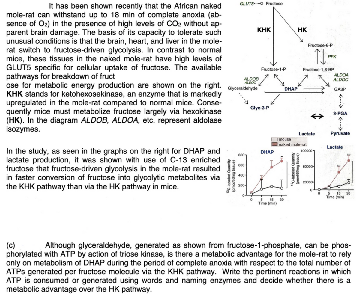 It has been shown recently that the African naked
GLUT5-O Fructose
mole-rat can withstand up to 18 min of complete anoxia (ab-
sence of O2) in the presence of high levels of CO2 without ap-
parent brain damage. The basis of its capacity to tolerate such
unusual conditions is that the brain, heart, and liver in the mole-
rat switch to fructose-driven glycolysis. In contrast to normal
mice, these tissues in the naked mole-rat have high levels of
GLUT5 specific for cellular uptake of fructose. The available
pathways for breakdown of fruct
ose for metabolic energy production are shown on the right.
KHK stands for ketohexosekinase, an enzyme that is markedly
upregulated in the mole-rat compared to normal mice. Conse-
quently mice must metabolize fructose largely via hexokinase
(HK). In the diagram ALDOB, ALDOA, etc. represent aldolase
isozymes.
KHK
HK
Fructose-6-P
PFK
Fructose-1-P
Fructose-1,6-BP
ALDOB
ALDOC
ALDOA
ALDOC
Glyceraldehyde
DHAP
GAЗP
Glyc-3-P
3-PGA
Lactate
Pyruvate
mouse
naked mole-rat
Lactate
In the study, as seen in the graphs on the right for DHAP and
lactate production, it was shown with use of C-13 enriched
fructose that fructose-driven glycolysis in the mole-rat resulted
in faster conversion of fructose into glycolytic metabolites via
the KHK pathway than via the HK pathway in mice.
DHAP
1000007
8007
600-
60000-
400-
20000-
200-
30
15
Time (min)
5
15
30
Time (min)
(c)
phorylated with ATP by action of triose kinase, is there a metabolic advantage for the mole-rat to rely
only on metabolism of DHAP during the period of complete anoxia with respect to the total number of
ATPS generated per fructose molecule via the KHK pathway. Write the pertinent reactions in which
ATP is consumed or generated using words and naming enzymes and decide whether there is a
metabolic advantage over the HK pathway.
Although glyceraldehyde, generated as shown from fructose-1-phosphate, can be phos-
13C-labeled Quantity
(pmol/50mg tissue)
13C-labeled Quantity
(pmol/50mg tissue)
<-->
---->
