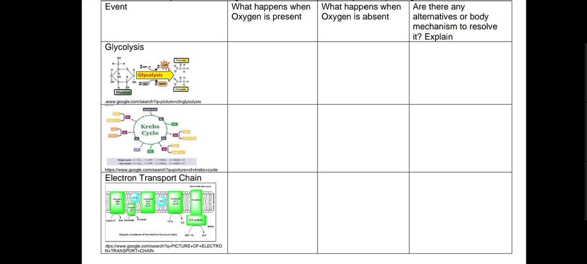 Are there any
alternatives or body
Event
What happens when
Oxygen is present
What happens when
Oxygen is absent
mechanism to resolve
it? Explain
Glycolysis
OH
Pyruvate
HC-H
c-c-C-H
C-C-C-H
OH
Glycolysis
он
c-c-C-H
of
OH 6
OH
2D 2 NADH
Pyruvate
Glucose
www.google.com/search?q=picture+of+glycolysis
Acetyl CoA
Krebs
FAD
Cycle
FADH
NADHH
ATP
co.
Single cycle: 2. co, : 1 ATP : 1 FADH, : 3* NADH + H
Two cycles: 4 co, 2ATP 2 FADH, : 6- NADH H
https://www.google.com/search?q=picture+of+krebs+cycle
Electron Transport Chain
Ireerm e spae
Cnplen
coa
Conples N
Complex
Cyt
Fel
NADH MAD Suoule Fmu
ATP synthase
120,
Maru
Erzyme compexen of the electron transport ehala
ADP P.
ATP
.ttps://www.google.com/search?q=PICTURE+OF+ELECTRO
N+TRANSPORT+CHAIN
