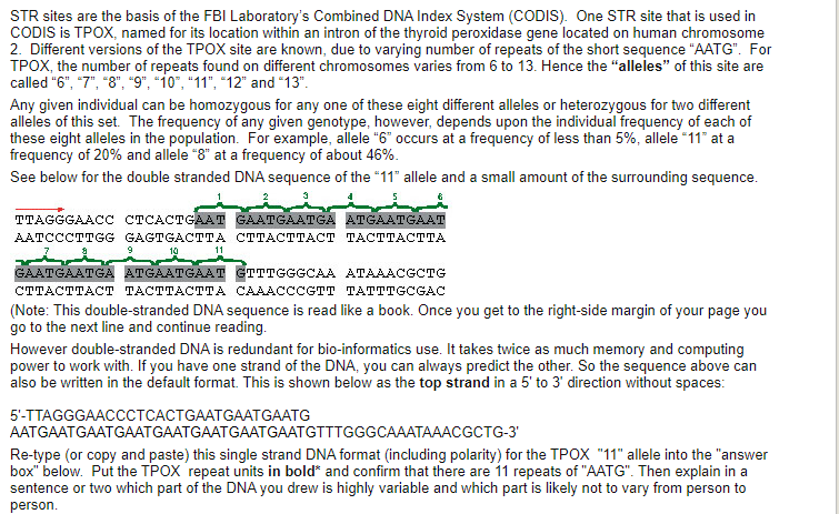STR sites are the basis of the FBI Laboratory's Combined DNA Index System (CODIS). One STR site that is used in
CODIS is TPOX, named for its location within an intron of the thyroid peroxidase gene located on human chromosome
2. Different versions of the TPOX site are known, due to varying number of repeats of the short sequence "AATG". For
TPOX, the number of repeats found on different chromosomes varies from 6 to 13. Hence the "alleles" of this site are
called "6", "7", "8", "9", "io", "11", "12" and "13".
Any given individual can be homozygous for any one of these eight different alleles or heterozygous for two different
alleles of this set. The frequency of any given genotype, however, depends upon the individual frequency of each of
these eight alleles in the population. For example, allele "6" occurs at a frequency of less than 5%, allele "11" at a
frequency of 20% and allele 8" at a frequency of about 46%.
See below for the double stranded DNA sequence of the *11" allele and a small amount of the surrounding sequence.
TTAGGGAACC CTCACTGAAT GAATGAATGA ATGAATGAAT
ААТСССТТGG GAGTGACTTA CTТАСТТАСТ ТАСТТАСТтTA
10
11
GAATGAATGA ATGAATGAAT GTTTGGGCAA ATAAACGCTG
CTTACTTACT TACTTACTTA CAAACCCGTT TATTTGCGAC
(Note: This double-stranded DNA sequence is read like a book. Once you get to the right-side margin of your page you
go to the next line and continue reading.
However double-stranded DNA is redundant for bio-informatics use. It takes twice as much memory and computing
power to work with. If you have one strand of the DNA, you can always predict the other. So the sequence above can
also be written in the default format. This is shown below as the top strand in a 5' to 3' direction without spaces:
5'-TTAGGGAACCCTCACTGAATGAATGAATG
ААTGAATGAATGAАTGAATGAATGAATТGAATGTTTGGGCAAАТАAАСGCTG-3
Re-type (or copy and paste) this single strand DNA format (including polarity) for the TPOX "11" allele into the "answer
box" below. Put the TPOX repeat units in bold* and confirm that there are 11 repeats of "AATG". Then explain in a
sentence or two which part of the DNA you drew is highly variable and which part is likely not to vary from person to
person.
