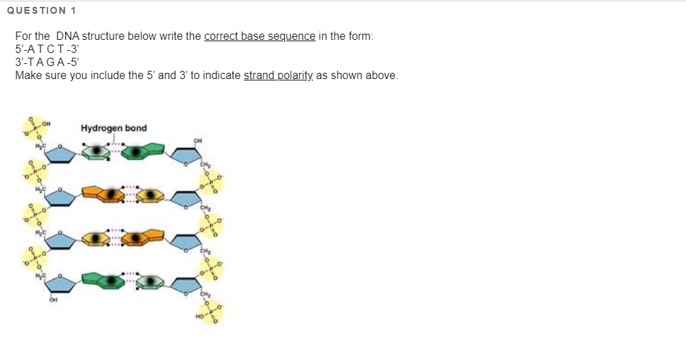QUESTION 1
For the DNA structure below write the correct base sequence in the form:
5'-ATCT-3'
3'-TAGA-5'
Make sure you include the 5' and 3' to indicate strand polarity as shown above.
Hydrogen bond
