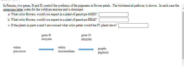 In Pansies, two genes, B and D, control the synthesis of the pigments in flower petals. The biochemical pathway is shown In each case the
uppercase letter codes for the wildtype enzyme and is dominant.
a What color flowers, would you expect in a plant of genotype bbDD?
b. What color flowers, would you expect in a plant of genotype BBdd?
c. If the plants in parts a and b are crossed what color petals would the Fl plants have?
gene B
enzyme
gene D
enzyme
white
white
purple
pigment
precursor
intermediate
