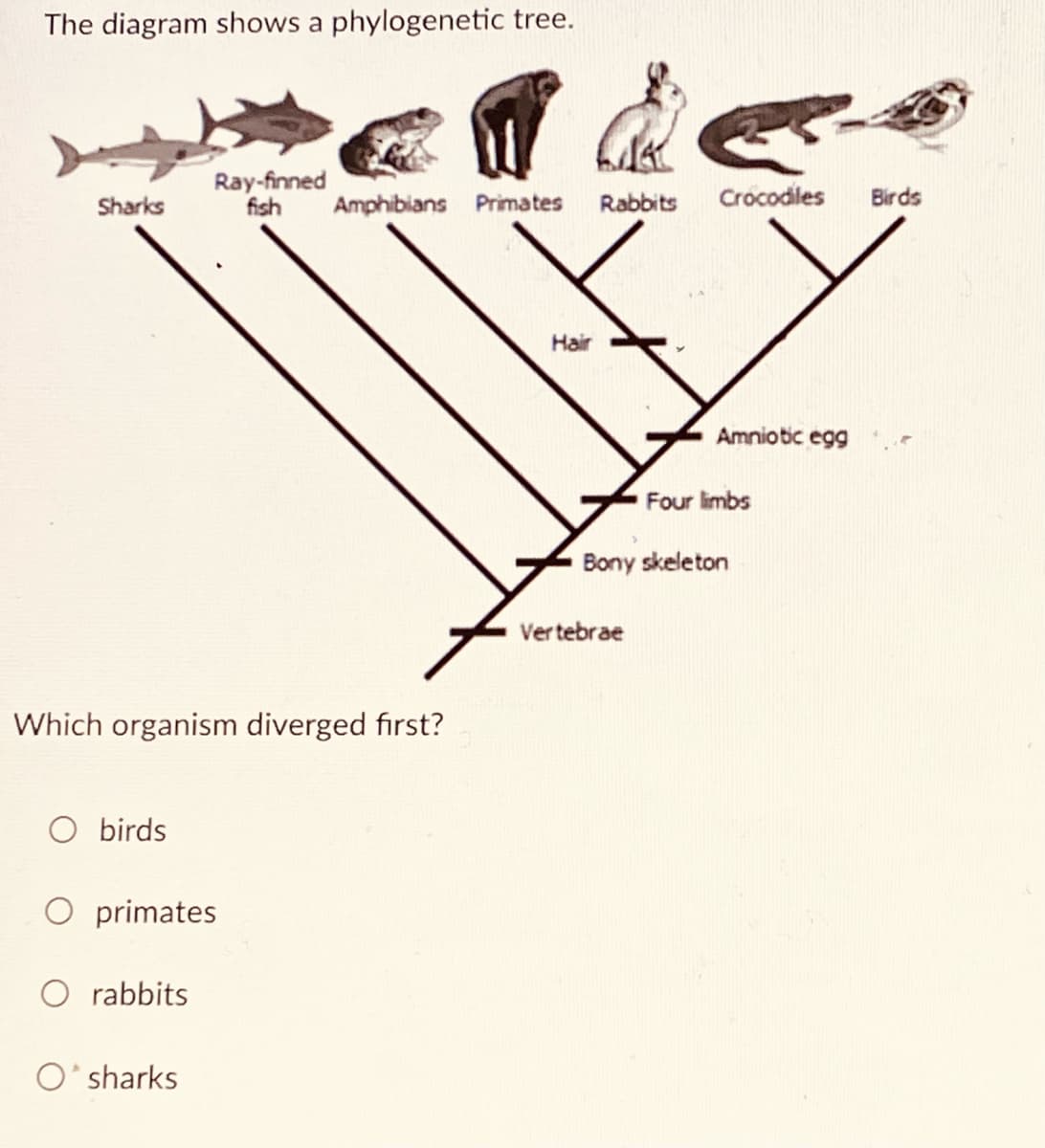 The diagram shows a phylogenetic tree.
Ray-finned
fish
Sharks
Amphibians Primates
Rabbits
Crocodiles
Birds
Hair
Amniotic egg
Four limbs
Bony skeleton
Ver tebrae
Which organism diverged first?
O birds
primates
O rabbits
O' sharks
