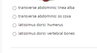 transverse abdominis; linea alba
transverse abdominis; os coxa
latissimus dorsi; humerus
latissimus dorsi; vertebral bones
