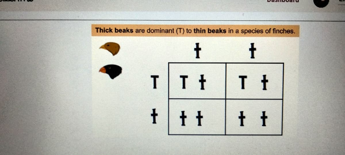 Thick beaks are dominant (T) to thin beaks in a species of finches.
t
t
II t
I t
† † †
tt