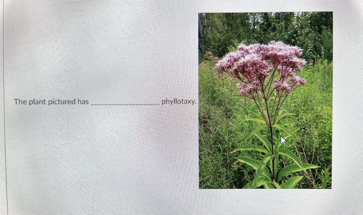 The plant pictured has
phyllotaxy.
