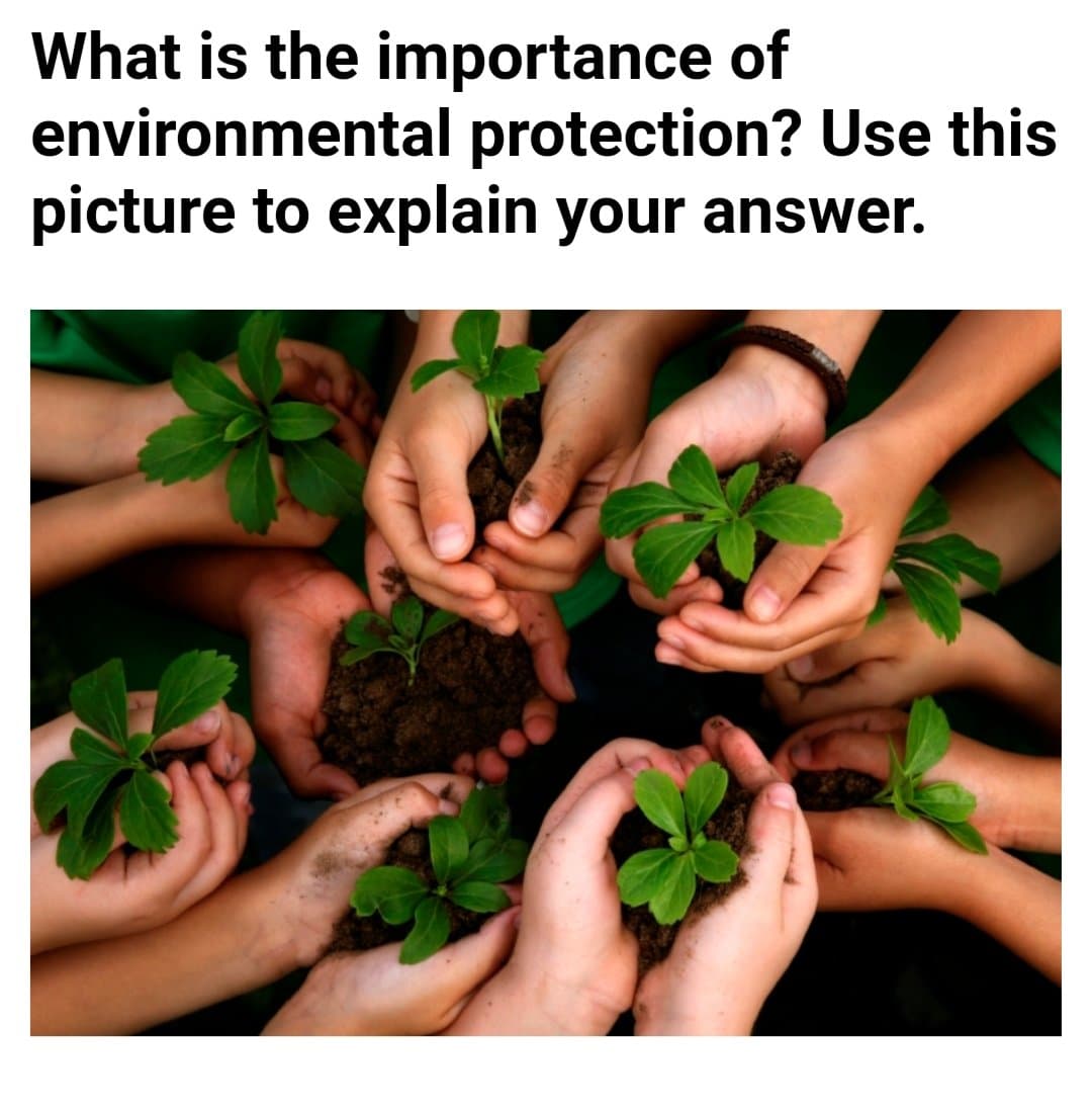 What is the importance of
environmental protection? Use this
picture to explain your answer.
