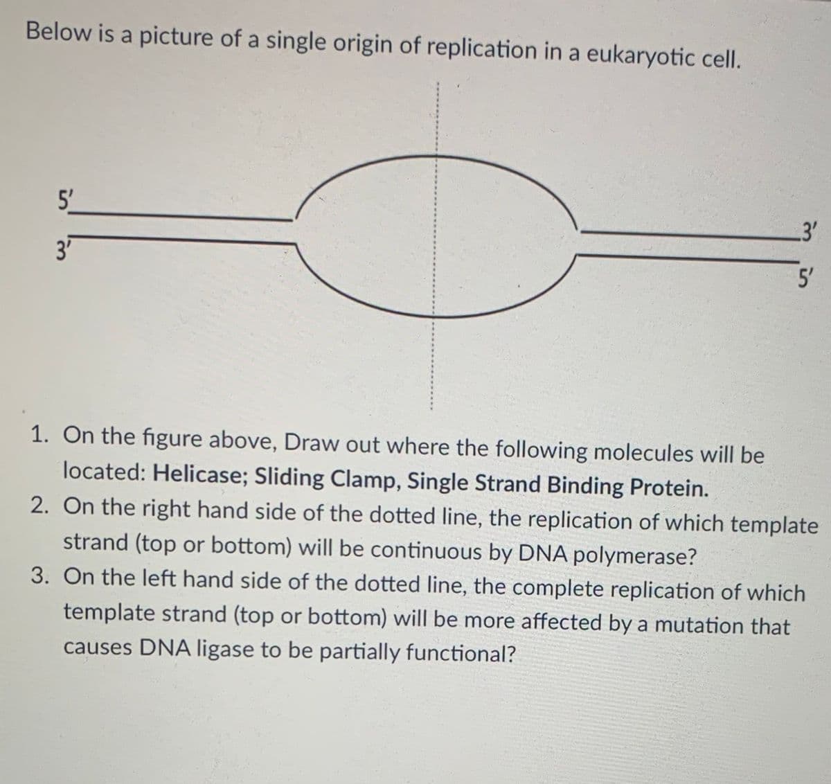 Below is a picture of a single origin of replication in a eukaryotic cell.
5'
3'
5'
1. On the figure above, Draw out where the following molecules will be
located: Helicase; Sliding Clamp, Single Strand Binding Protein.
2. On the right hand side of the dotted line, the replication of which template
strand (top or bottom) will be continuous by DNA polymerase?
3. On the left hand side of the dotted line, the complete replication of which
template strand (top or bottom) will be more affected by a mutation that
causes DNA ligase to be partially functional?
