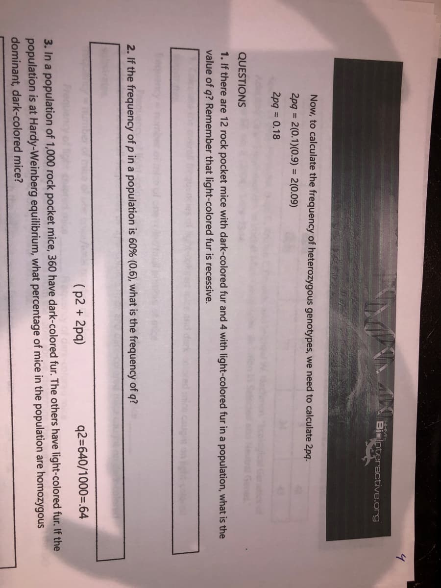 Bielnteractive.org
Now, to calculate the frequency of heterozygous genotypes, we need to calculate 2pq.
2pg 2(0.1)(0.9) = 2(0.09)
2pq = 0.18
QUESTIONS
1. If there are 12 rock pocket mice with dark-colored fur and 4 with light-colored fur in a population, what is the
value of q? Remember that light-colored fur is recessive.
2. If the frequency of p in a population is 60% (0.6), what is the frequency of q?
(p2 + 2pq)
q2=640/1000=.64
3. In a population of 1,000 rock pocket mice, 360 have dark-colored fur. The others have light-colored fur. If the
population is at Hardy-Weinberg equilibrium, what percentage of mice in the population are homozygous
dominant, dark-colored mice?
