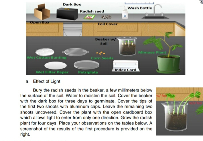 Dark Box
Wash Bottle
Radish seed
Open Box
Foil Cover
Beaker w/
Soil
Mimosa Plant
Wet Cotton Bunting
Corn Seeds
Index Card
Wet Filter Paper
Petriplate
a. Effect of Light
Bury the radish seeds in the beaker, a few millimeters below
the surface of the soil. Water to moisten the soil. Cover the beaker w/ foy
with the dark box for three days to germinate. Cover the tips of
the first two shoots with aluminum caps. Leave the remaining two
shoots uncovered. Cover the plant with the open cardboard box
which allows light to enter from only one direction. Grow the radish
plant for four days. Place your observations on the tables below. A
screenshot of the results of the first procedure is provided on the
right.
w/o foll
