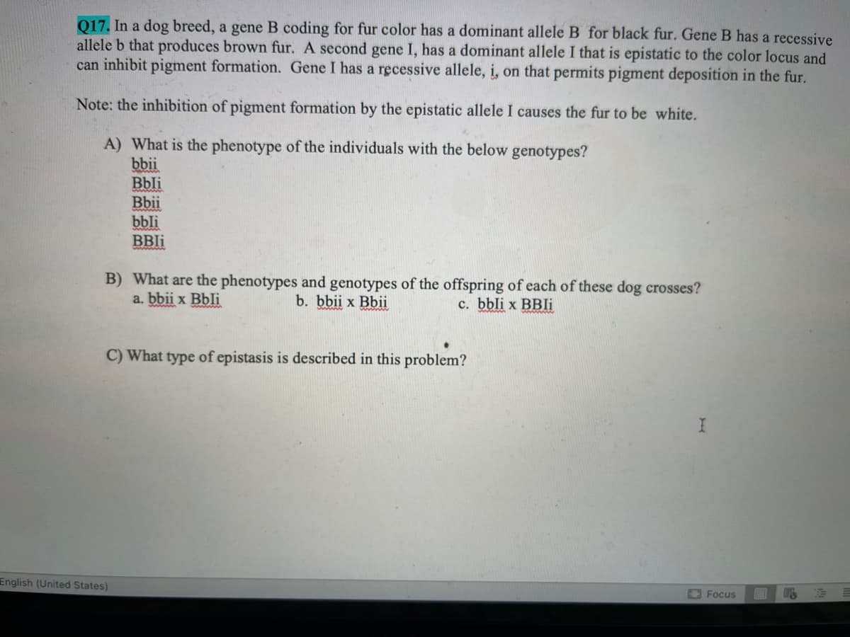 Q17. In a dog breed, a gene B coding for fur color has a dominant allele B for black fur. Gene B has a recessive
allele b that produces brown fur. A second gene I, has a dominant allele I that is epistatic to the color locus and
can inhibit pigment formation. Gene I has a recessive allele, i, on that permits pigment deposition in the fur.
Note: the inhibition of pigment formation by the epistatic allele I causes the fur to be white.
A) What is the phenotype of the individuals with the below genotypes?
bbii
Bbli
Bbii
bbli
BBIi
B) What are the phenotypes and genotypes of the offspring of each of these dog crosses?
a. bbii x Bbli
b. bbii x Bbii
c. bbli x BBli
C) What type of epistasis is described in this problem?
English (United States)
Focus
F