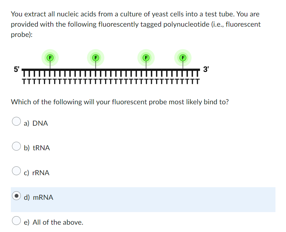 You extract all nucleic acids from a culture of yeast cells into a test tube. You are
provided with the following fluorescently tagged polynucleotide (i.e., fluorescent
probe):
5'
Which of the following will your fluorescent probe most likely bind to?
a) DNA
b) tRNA
c) rRNA
d) mRNA
3'
e) All of the above.