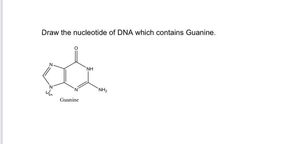 Draw the nucleotide of DNA which contains Guanine.
NH
`NH2
Guanine
