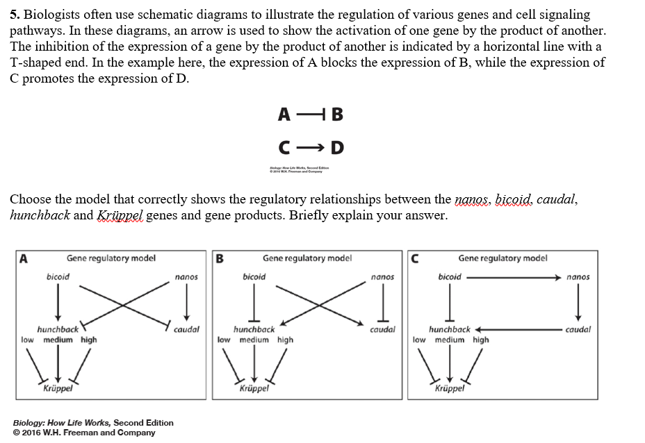 Choose the model that correctly shows the regulatory relationships between the nanos, bicoid, caudal,
hunchback and Krüppel genes and gene products. Briefly explain your answer.
A
Gene regulatory model
B
Gene regulatory model
Gene regulatory model
bicoid
nanos
bicoid
nanos
bicoid
nanos
hunchback
low medium high
caudal
hunchback
caudal
hunchback
caudal
low medium high
low medium high
Krüppel
Krüppel
Krüppel
