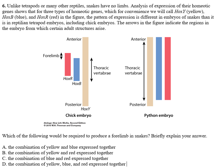 6. Unlike tetrapods or many other reptiles, snakes have no limbs. Analysis of expression of their homeotic
genes shows that for three types of homeotic genes, which for convenience we will call HoxY (yellow),
HoxB (blue), and HoxR (red) in the figure, the pattern of expression is different in embryos of snakes than it
is in reptilian tetrapod embryos, including chick embryos. The arrows in the figure indicate the regions in
the embryo from which certain adult structures arise.
Anterior
Anterior
Forelimb
Thoracic
Thoracic
vertabrae
vertabrae
НоxR
Нохв
Posterior
HoxY
Posterior
Chick embryo
Python embryo
Biology: How Life Works, Second Edition
O 2016 W.H. Freeman and Company
Which of the following would be required to produce a forelimb in snakes? Briefly explain your answer.
A. the combination of yellow and blue expressed together
B. the combination of yellow and red expressed together
C. the combination of blue and red expressed together
D. the combination of yellow, blue, and red expressed together
