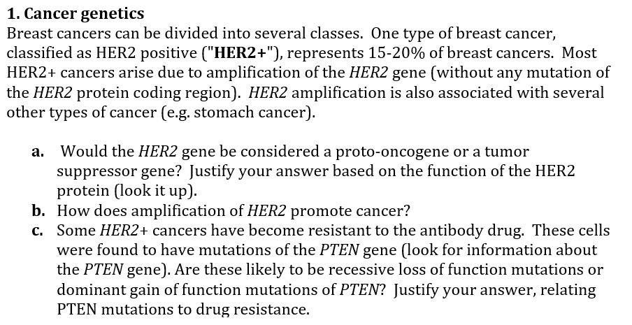 1. Cancer genetics
Breast cancers can be divided into several classes. One type of breast cancer,
classified as HER2 positive ("HER2+"), represents 15-20% of breast cancers. Most
HER2+ cancers arise due to amplification of the HER2 gene (without any mutation of
the HER2 protein coding region). HER2 amplification is also associated with several
other types of cancer (e.g. stomach cancer).
Would the HER2 gene be considered a proto-oncogene or a tumor
suppressor gene? Justify your answer based on the function of the HER2
protein (look it up).
b. How does amplification of HER2 promote cancer?
c. Some HER2+ cancers have become resistant to the antibody drug. These cells
were found to have mutations of the PTEN gene (look for information about
the PTEN gene). Are these likely to be recessive loss of function mutations or
dominant gain of function mutations of PTEN? Justify your answer, relating
PTEN mutations to drug resistance.
