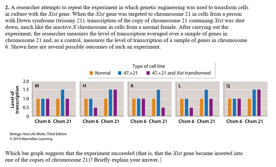 2. A researcher attempts to repeat the experiment in which genetic engineering was used to transform cells
in culture with the Xist gene. When the Xist gene was targeted to chromosome 21 in cells from a person
with Down syndrome (trisomy 21), transcription of the copy of chromosome 21 containing Xist was shut
down, much like the inactive X chromosome in cells from a normal female. After carrying out the
experiment, the researcher measures the level of transcription averaged over a sample of genes in
chromosome 21 and, as a control, measures the level of transcription of a sample of genes in chromosome
6. Shown here are several possible outcomes of such an experiment.
Type of cell line
Normal
| 47,+21 1 47,+21 and Xist transformed
2.0
M
1.5
H
K
L
1.0
0.5
Chsm 6 Chsm 21
Chsm 6 Chsm 21
Chsm 6 Chsm 21
Chsm 6 Chsm 21
Chsm 6 Chsm 21
Biology: How Life Works, Third Edition
O 2019 Macmillan Learning
Which bar graph suggests that the experiment succeeded (that is, that the Xist gene became inserted into
one of the copies of chromosome 21)? Briefly explain your answer. |
Level of
transcription
