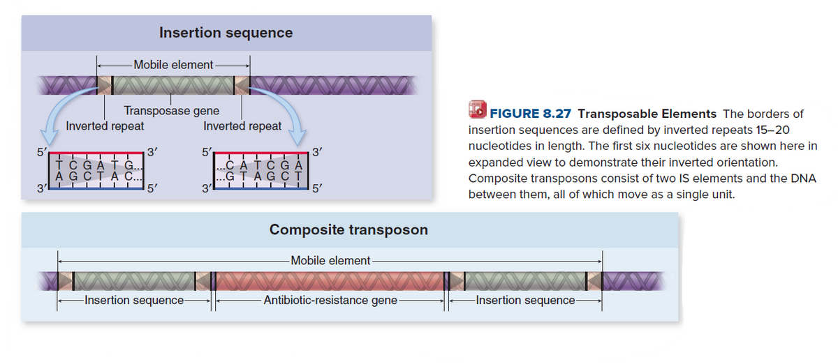 Insertion sequence
-Mobile element
Transposase gene
O FIGURE 8.27 Transposable Elements The borders of
Inverted repeat
Inverted repeat
insertion sequences are defined by inverted repeats 15-20
nucleotides in length. The first six nucleotides are shown here in
5'
3'
ТCGA тG
AG CTAC.
5'
5'
3'
expanded view to demonstrate their inverted orientation.
САТСG
GTAGC
Composite transposons consist of two IS elements and the DNA
between them, all of which move as a single unit.
3'LL
3'
5'
Composite transposon
-Mobile element-
-Insertion sequence-
Antibiotic-resistance gene-
-Insertion sequence-
