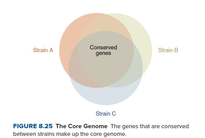 Conserved
Strain A
Strain B
genes
Strain C
FIGURE 8.25 The Core Genome The genes that are conserved
between strains make up the core genome.
