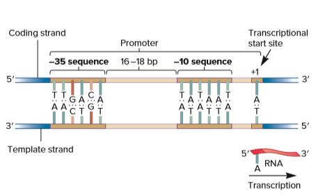 Coding strand
Transcriptional
start site
Promoter
-35 sequence
16-18 bp
-10 sequence
+1
5'
3'
тт
3'
5'
Template strand
5"
3'
RNA
A
Transcription
