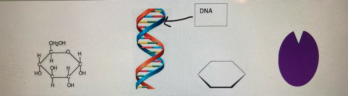 НО
CH₂OH
Н
ОН
ـريـة
H
OH
I--
ОН
DNA