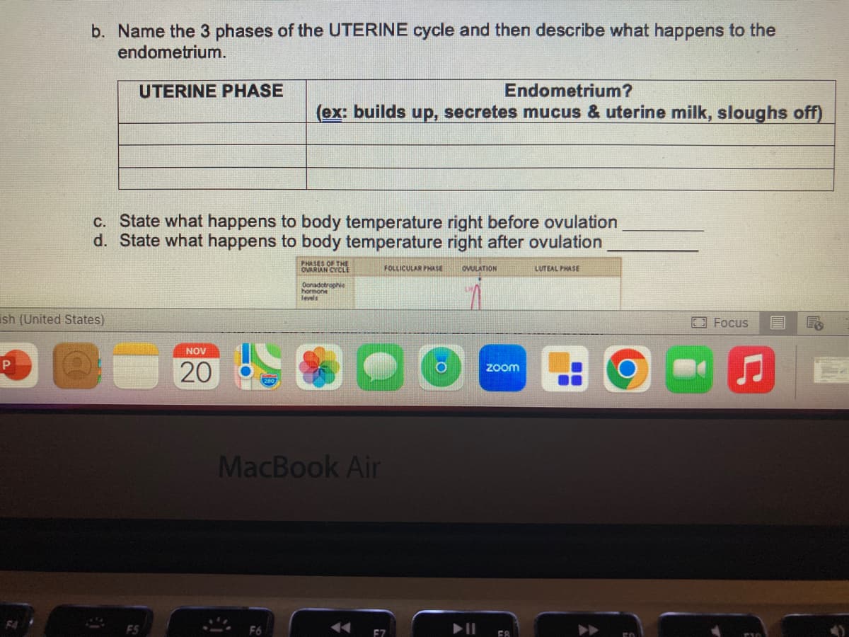 P
b. Name the 3 phases of the UTERINE cycle and then describe what happens to the
endometrium.
UTERINE PHASE
ish (United States)
F4*
c. State what happens to body temperature right before ovulation
d. State what happens to body temperature right after ovulation
LUTEAL PHASE
Endometrium?
(ex: builds up, secretes mucus & uterine milk, sloughs off)
NOV
20
PHASES OF THE
OVARIAN CYCLE
Oonadotrophie
hormone
levels
MacBook Air
FOLLICULAR PHASE
OVULATION
zoom
FA
O
Focus
E