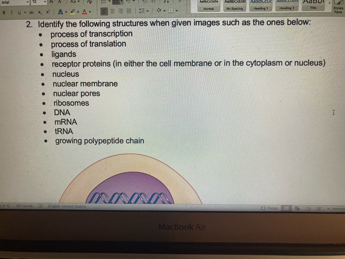 Arial
5 of 10 761 words
Aav Po
BIUab x₂ x² A.A.
2. Identify the following structures when given images such as the ones below:
● process of transcription
process of translation
●
ligands
• receptor proteins (in either the cell membrane or in the cytoplasm or nucleus)
● nucleus
●
● nuclear membrane
nuclear pores
● ribosomes
●
●
DNA
mRNA
● tRNA
• growing polypeptide chain
EX English (United States)
AaBbCcDd Ee
Normal
mana
| AaBbCcDdl
No Spacing
MacBook Air
| AaBbLCUC
Heading 1
Heading 2
Focus E F
Title
E
Styles
Pane
I