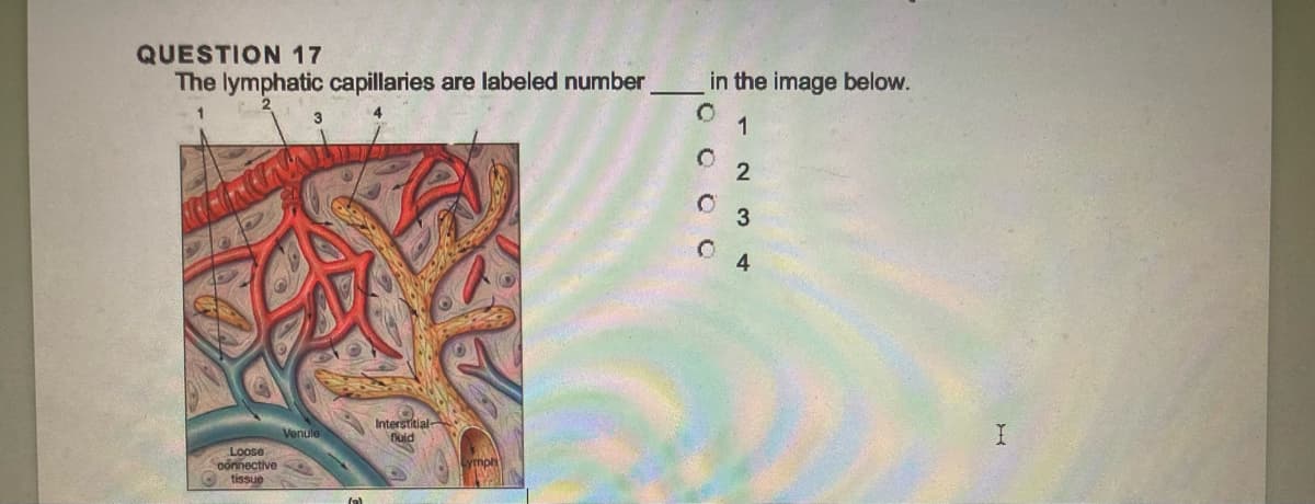 QUESTION 17
The lymphatic capillaries are labeled number
Loose
connective
tissue
Venule
Interstitial-
fluid
in the image below.
1
COO
2
03
04
X