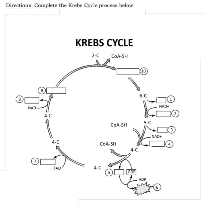Directions: Complete the Krebs Cycle process below.
KREBS CYCLE
2-C
COA-SH
8
NAD+
(7)
4-C
4-C
FAD
CoA-SH
CoA-SH
4-C
(5
4-C
GDP
(10)
6-C
5-C
ADP
NAD+
NAD+
2
(3)