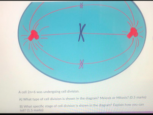 X
A cell 2n-6 was undergoing cell division
A What type of cell division is shown in the diagram? Meiosis or Mitosis? 05 marks
B) What specifc stage of cell division is shown in the dagram Eplin how you can
tell? (1.5 marks
