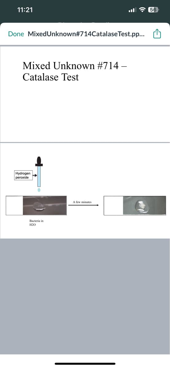11:21
Done Mixed Unknown#714CatalaseTest.pp...
Mixed Unknown #714 -
Catalase Test
Hydrogen
peroxide
●
Bacteria in
H20
A few minutes.
56