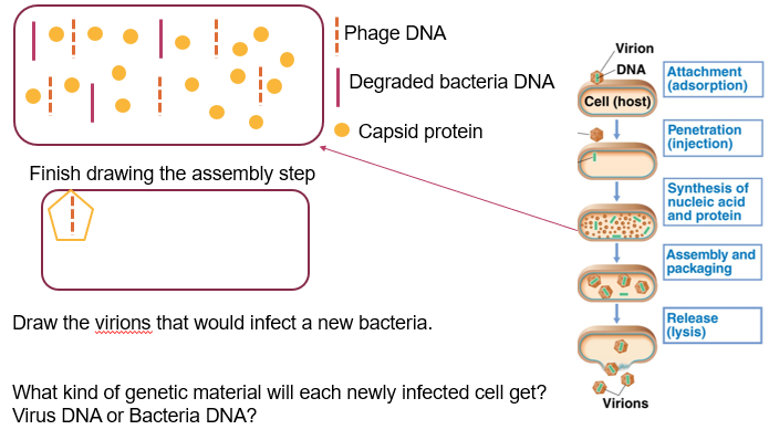 Phage DNA
Virion
DNA Attachment
|(adsorption)
Degraded bacteria DNA
Cell (host)
Capsid protein
Penetration
|(injection)
Finish drawing the assembly step
Synthesis of
nucleic acid
and protein
Assembly and
packaging
Draw the virions that would infect a new bacteria.
Release
(lysis)
What kind of genetic material will each newly infected cell get?
Virus DNA or Bacteria DNA?
Virions
